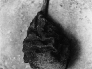 Kompot wigilijny - Gruszka