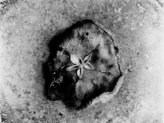 Kompot wigilijny - Jabłko